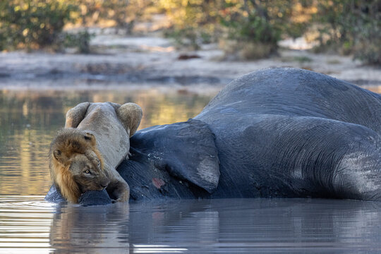 Lion feeding on dead elephant carcass in a water hole at moremi national park botswana