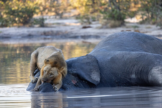 Lion sitting on dead elephant carcass in a water hole at moremi national park botswana