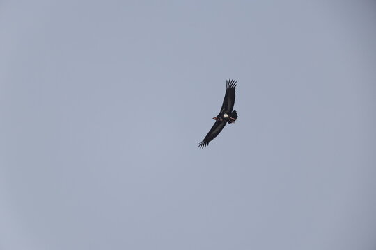 Red-headed vulture (Sarcogyps calvus), also known as the Asian king vulture, Indian black vulture or Pondicherry vulture,is an Old World vulture mainly found in the Indian subcontinent.