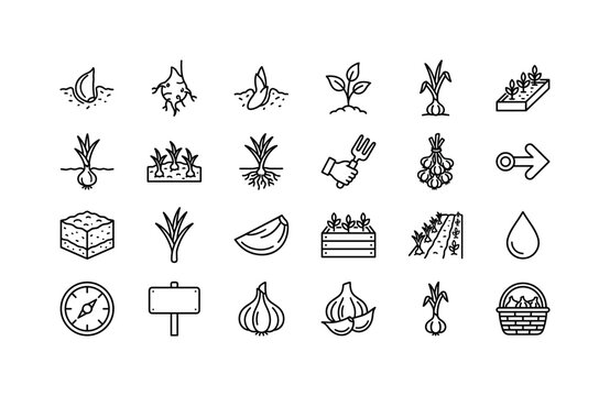 Cultivated Garlic Stages. Line icon set of Garlic plant growth stages showing lifecycle in grid layout: planted clove, root node, sprouting tip, young leaf, growing garlic plant, bulb formation,