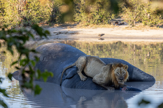 Lion sitting on dead elephant carcass in a water hole at moremi national park botswana