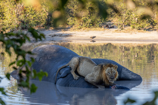Lion sitting on dead elephant carcass in a water hole at moremi national park botswana