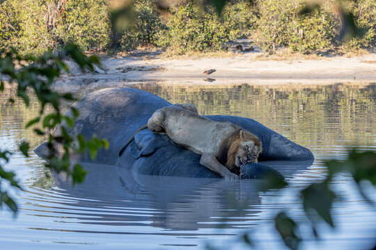 Lion feeding on dead elephant carcass in a water hole at moremi national park botswana