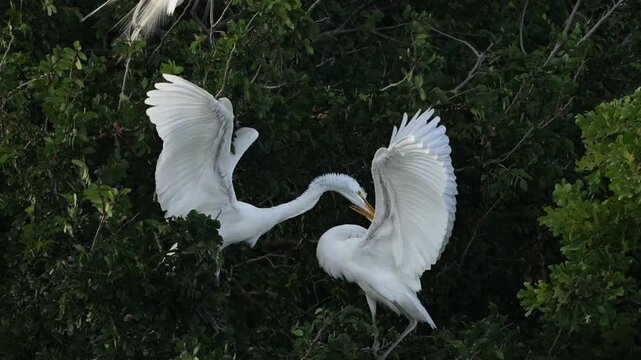 Two young egrets is playful in the nest