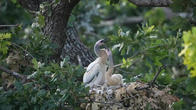 Two young baby anhinga are in the nest and waiting for parents come