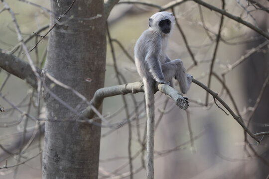 The northern plains gray langur (Semnopithecus entellus), also known as the sacred langur, Bengal sacred langur and Hanuman langur, is a species of primate in the family Cercopithecidae.