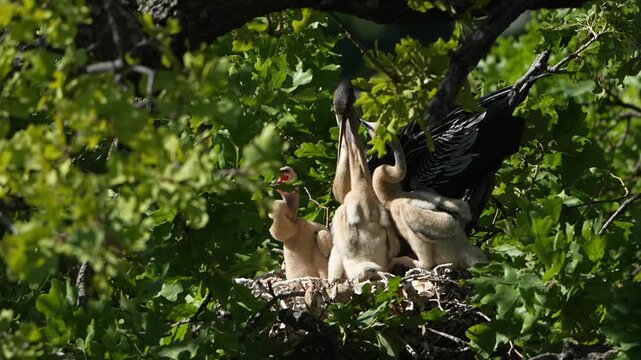 Parent egret is feeding baby anhinga in the nest with total 4 anhinga babies