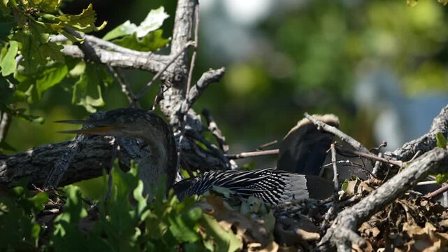 Anhinga is hatching eggs in the nest