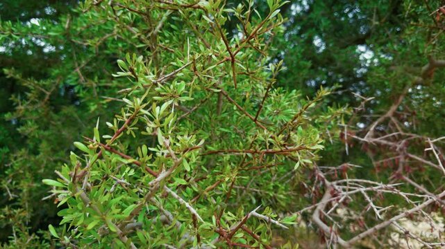 Colorful Argan Branches In The Nature