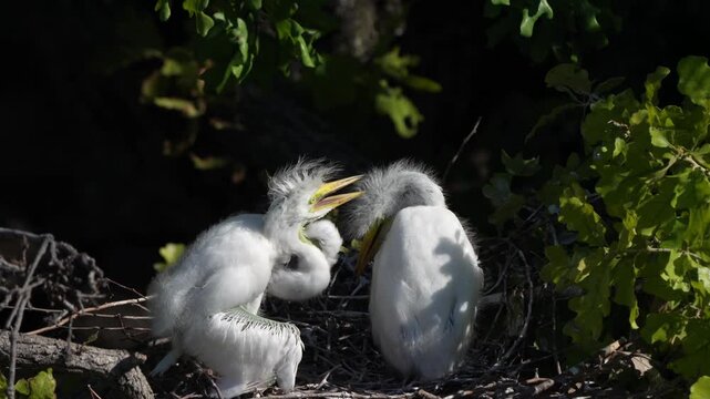 Two young egrets is playful in the nest