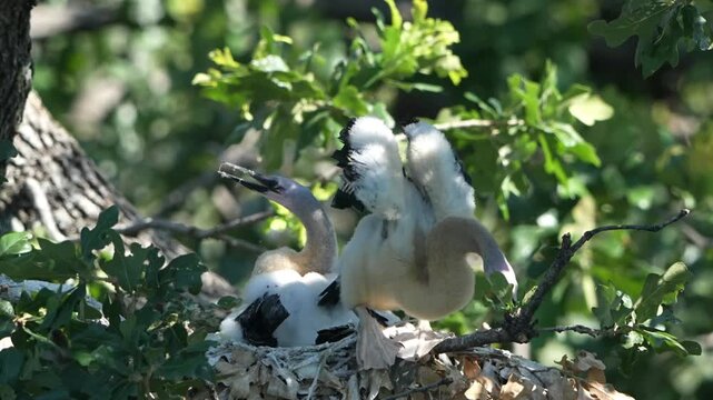 Parent egret is feeding baby anhinga in the nest with total 4 anhinga babies