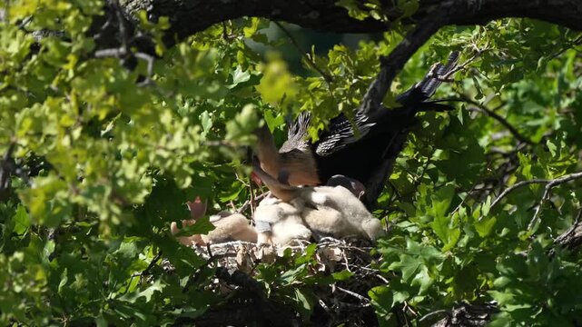 Parent egret is feeding baby anhinga in the nest with total 4 anhinga babies