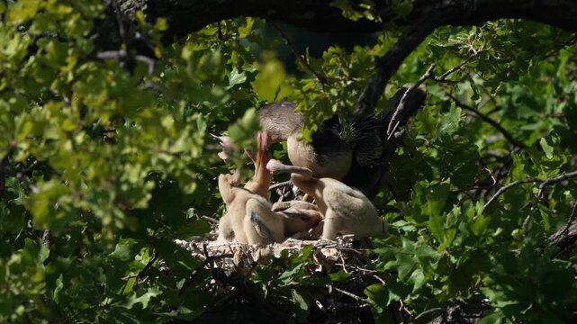 Parent egret is feeding baby anhinga in the nest with total 4 anhinga babies