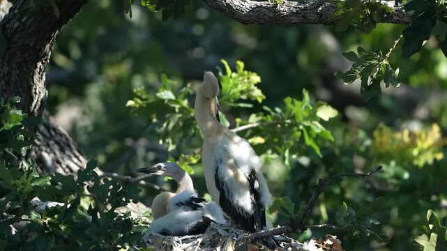 Parent egret is feeding baby anhinga in the nest with total 4 anhinga babies