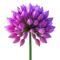 Obraz premium Close-up of a blooming purple Allium flower head, Isolated on a Transparent Background.
