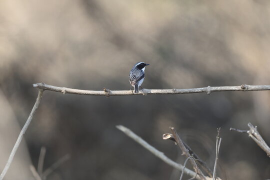 The grey bush chat (Saxicola ferreus) is a species of passerine bird in the family Muscicapidae. This photo was taken in Inida.