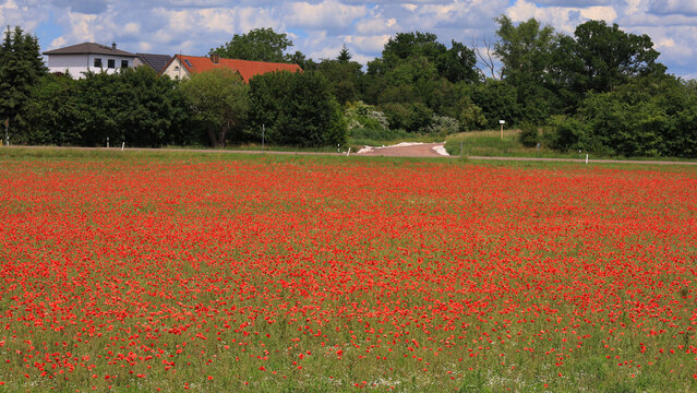 Bl&uuml;hendes rotes Mohnfeld an einer Allee im Sommer mit l&auml;ndlicher Idylle unter bew&ouml;lktem blauem Himmel, Radweg zwischen Schkeuditz und Halle, Landkreis Nordsachsen, Sachsen, Deutschland