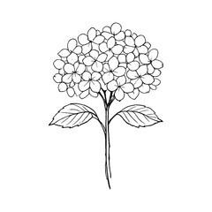 Obraz premium PNG Minimalist floral line art