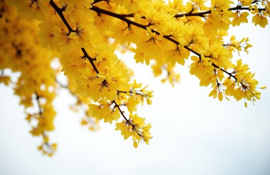 Yellow Ochna integerrima flowers bloom on branches against bright sky. Traditional Vietnamese Tet holiday apricot blossoms signal springtime and good fortune. Many small petals on plant.
