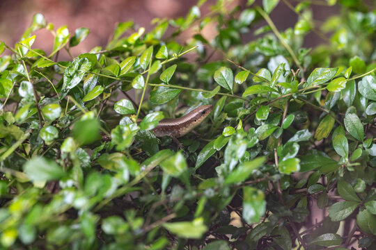 Close-Up of Dense Green Shrubs with a Hidden Animal