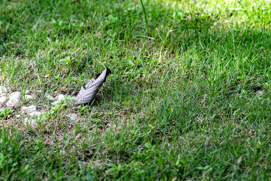 Bird with Broken Wing in Green Field