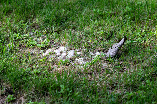 nest with eggs on grassy ground in nature setting