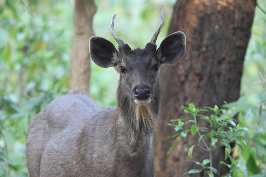 Indian sambar (Rusa unicolor unicolor) is a large deer native to the Indian subcontinent, South China and Southeast Asia.  This photo was taken in India.