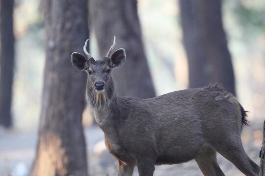 Indian sambar (Rusa unicolor unicolor) is a large deer native to the Indian subcontinent, South China and Southeast Asia.  This photo was taken in India.