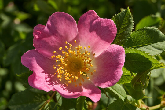 Rosehip flowers (Latin Rosa) bloom in the garden. Rosehip fruits (Latin Fructus Rosae) are medicinal plant raw materials.