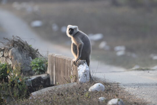 The northern plains gray langur (Semnopithecus entellus), also known as the sacred langur, Bengal sacred langur and Hanuman langur, is a species of primate in the family Cercopithecidae.