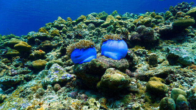 Clownfish and blue anemone at a coral reef. Underwater photo from a scuba dive.
