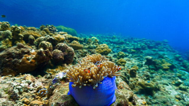 Clownfish and blue anemone at a coral reef. Underwater photo from a scuba dive.