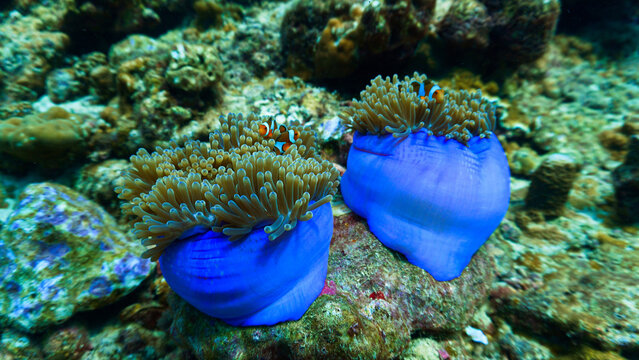 Clownfish and blue anemone at a coral reef. Underwater photo from a scuba dive.