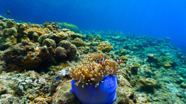 Clownfish and blue anemone at a coral reef. Underwater photo from a scuba dive.