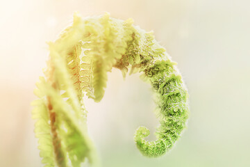 Fototapeta premium Macro close-up of a young fuzzy green fern sprout under soft sunlight. Abstract natural botanical texture background.