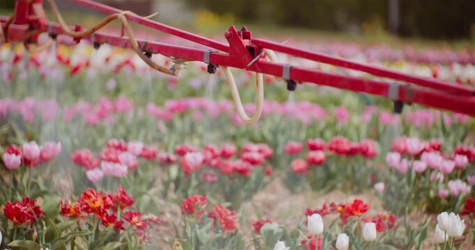 Blooming flower field with irrigation pipes
