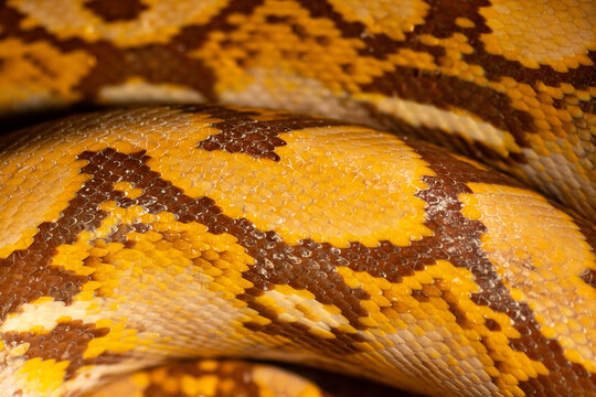 Close up detail of snake skin.