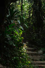 Obraz premium Sunlight passing thru the trail of rainforest in the morning