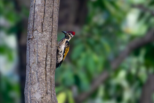 great spotted woodpecker