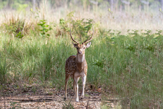 Male spotted deer in the grass