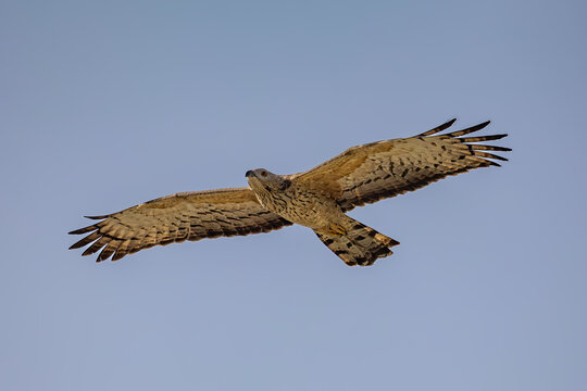 Oriental honey buzzard in flight