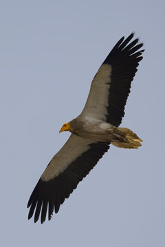 Egyptian vulture in flight