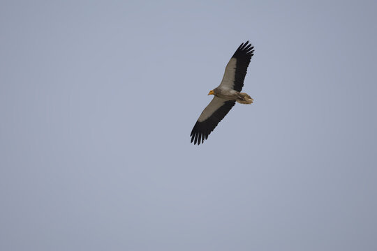 Egyptian vulture in flight