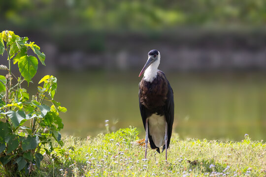 Woolly neck stork