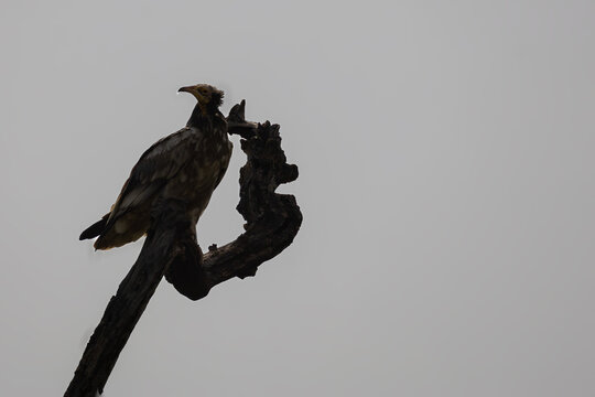 Egyptian Vulture 