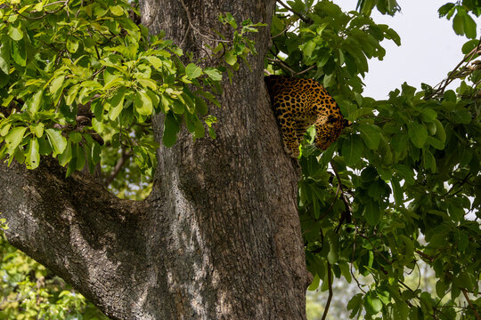 Leopard on the tree in the forest