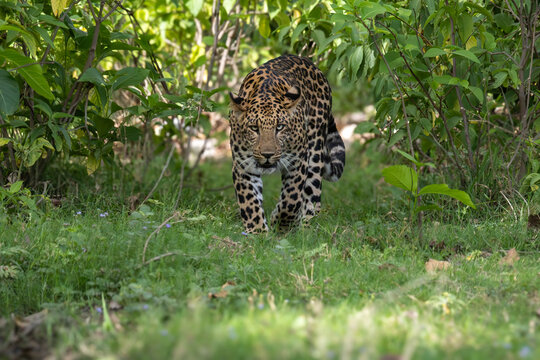 leopard in the grass
