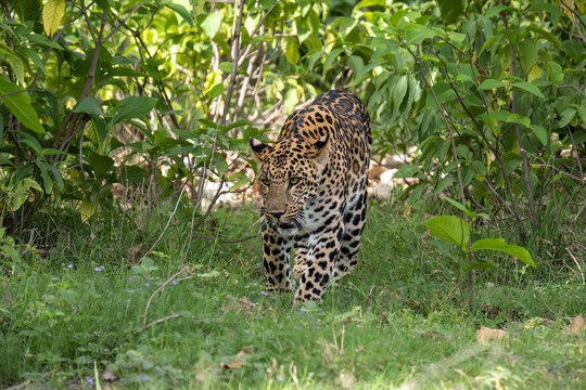 leopard in the grass