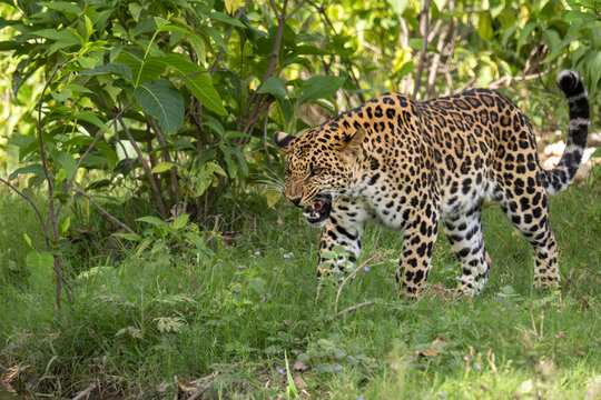 leopard in the grass