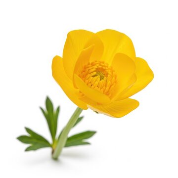 Single bright yellow globeflower with green leaves isolated on white background